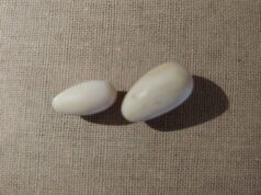 Three arrested for attempting to sell elephant tusks for Rs. 20mn