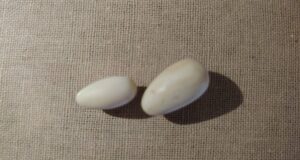 Three arrested for attempting to sell elephant tusks for Rs. 20mn