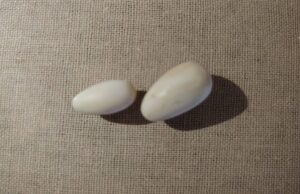 Three arrested for attempting to sell elephant tusks for Rs. 20mn