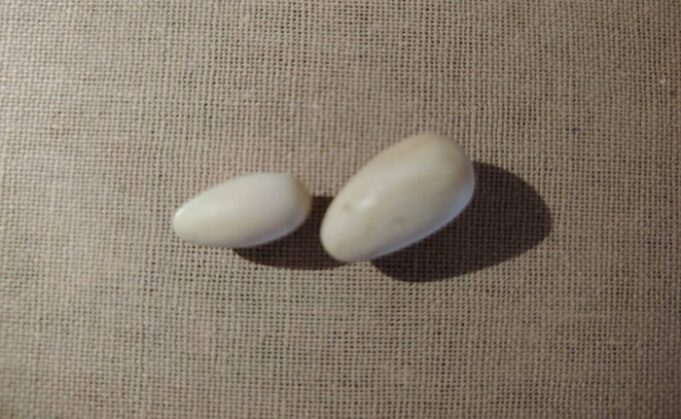 Three arrested for attempting to sell elephant tusks for Rs. 20mn