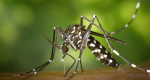 Sri Lanka launches three‑day Dengue Eradication Drive across 14 districts