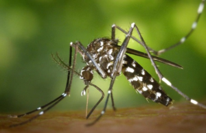 Sri Lanka launches three‑day Dengue Eradication Drive across 14 districts
