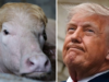 Bangladesh Zoo removes “Donald Trump” Buffalo sign, Curator fired