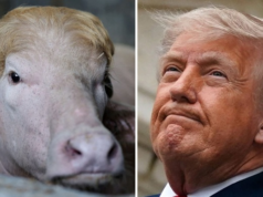 Bangladesh Zoo removes “Donald Trump” Buffalo sign, Curator fired