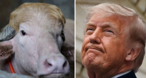 Bangladesh Zoo removes “Donald Trump” Buffalo sign, Curator fired