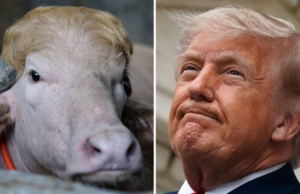 Bangladesh Zoo removes “Donald Trump” Buffalo sign, Curator fired
