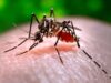 Dengue vaccine Qdenga available in Australia for the first time