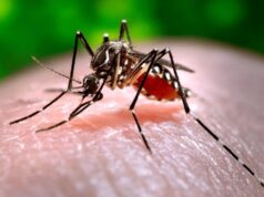 Dengue vaccine Qdenga available in Australia for the first time