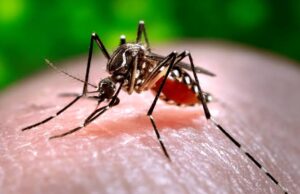 Dengue vaccine Qdenga available in Australia for the first time