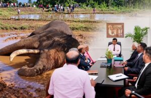 Expert Committee discusses investigation into Tusker Kawanthissa’s death