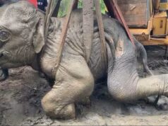 Collapsed wild elephant calf rescued and taken for treatment