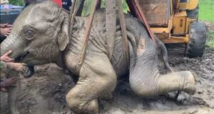 Collapsed wild elephant calf rescued and taken for treatment