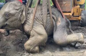 Collapsed wild elephant calf rescued and taken for treatment