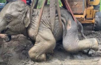 Collapsed wild elephant calf rescued and taken for treatment